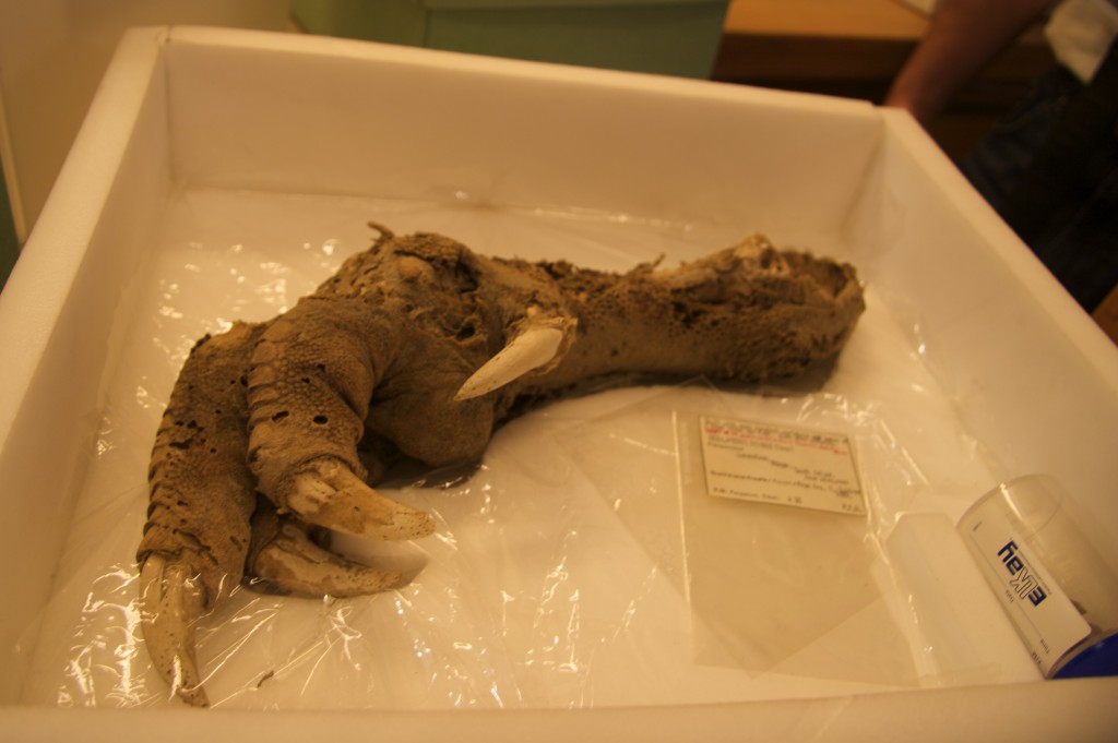 Mummified Moa Foot