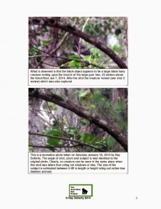 The Tree Sitter Photo Sequence report Jan 2014 page 2