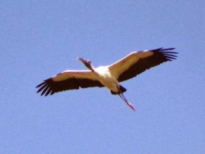 Wood ibis, Dennis Hawkins-Wikipedia