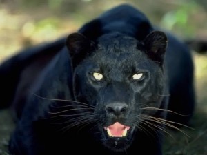 black-panther1