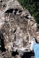 Wadbilliga Dryopithecine fossil footprint