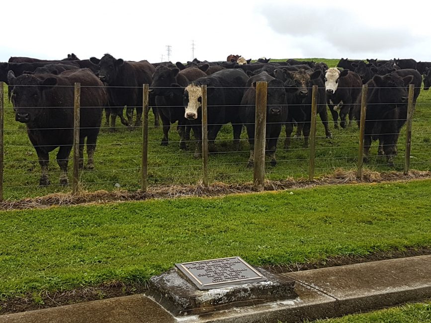 Mercer Cemetery – Waikato