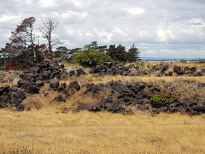 Otuataua Stonefields: 2nd research visit – Mangere, Auckland