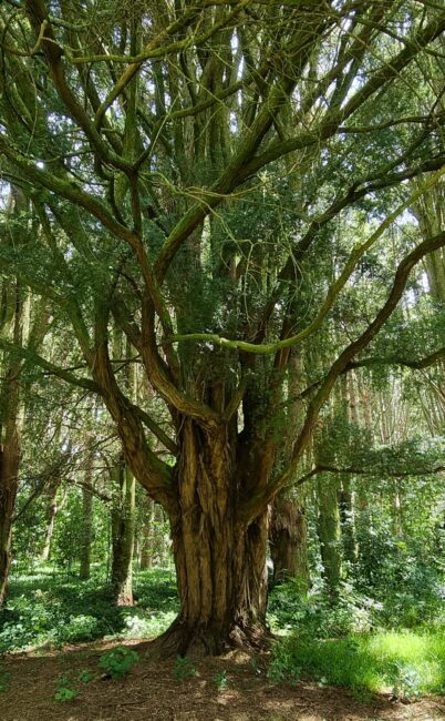 Shadows in the Green: Ghosts and Paranormal Tales of Cornwall Park