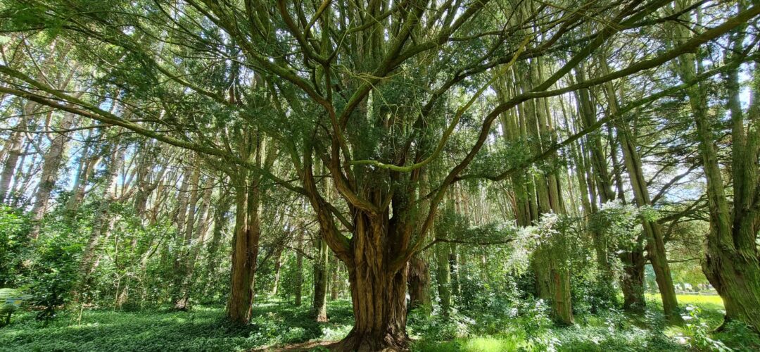 Shadows in the Green: Ghosts and Paranormal Tales of Cornwall Park
