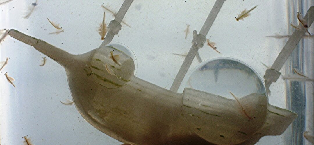 A Short History of Sea-Monkeys