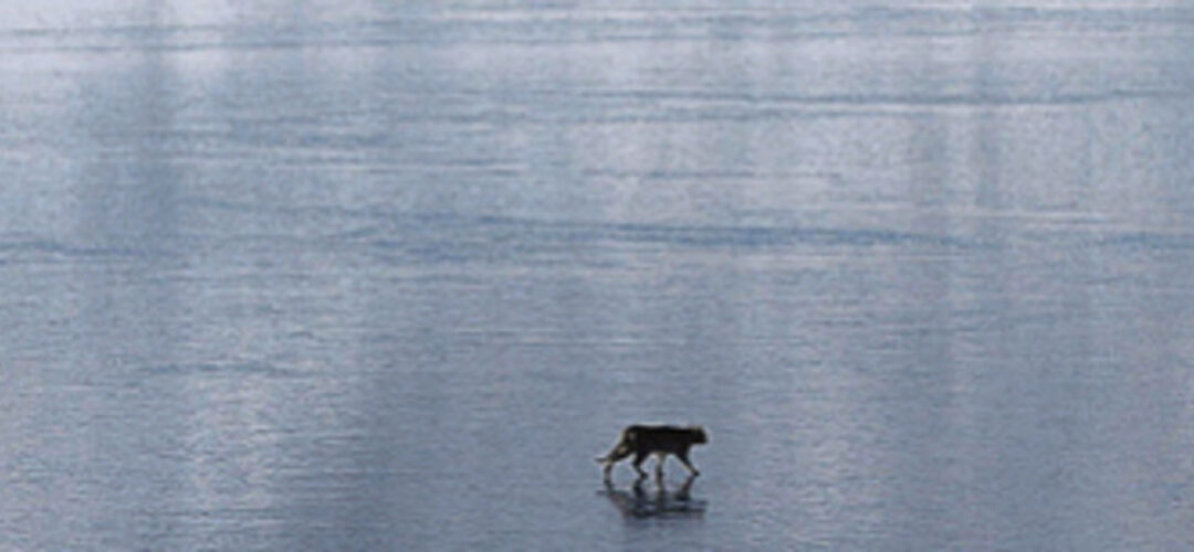 Elusive ‘panther’ may be on the move