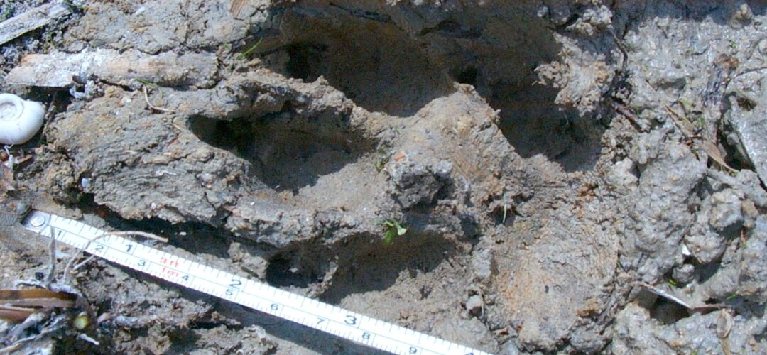 Searching for the Converse Werewolf