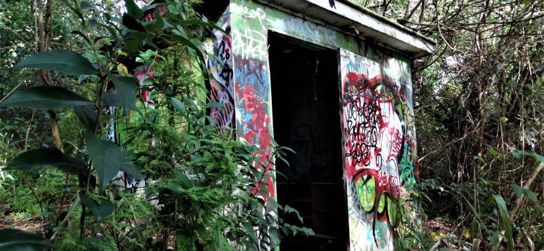 Shed in the woods