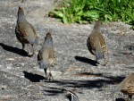 Birkenhead/Glenfield Cemetery birds