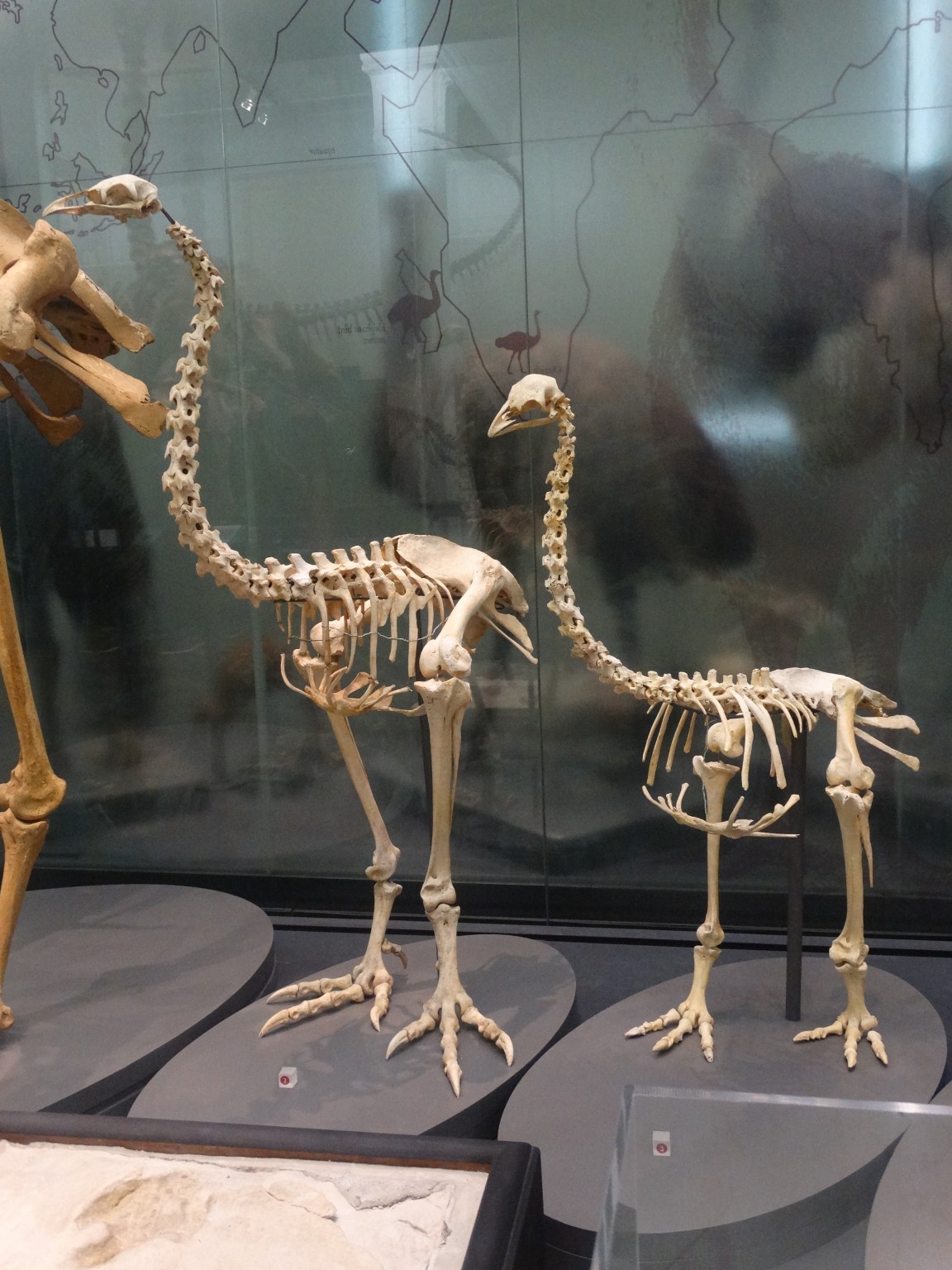 Moa and Various Skeletal displays at the Auckland War Museum