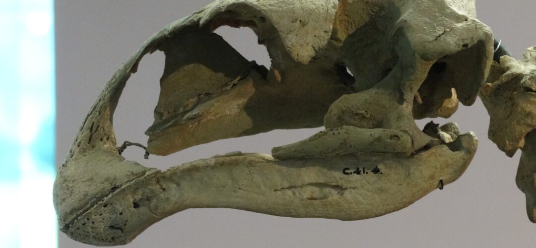 Full Little Bush Moa skeleton at Dunedin Airport