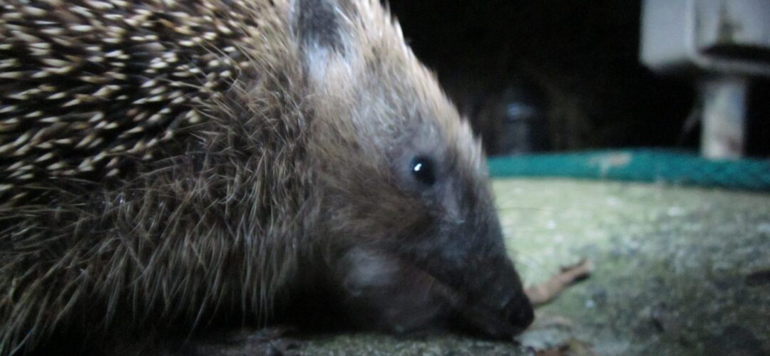 Red Beach Private Residence