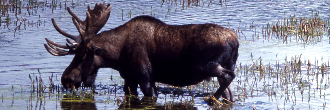 New Zealand Moose