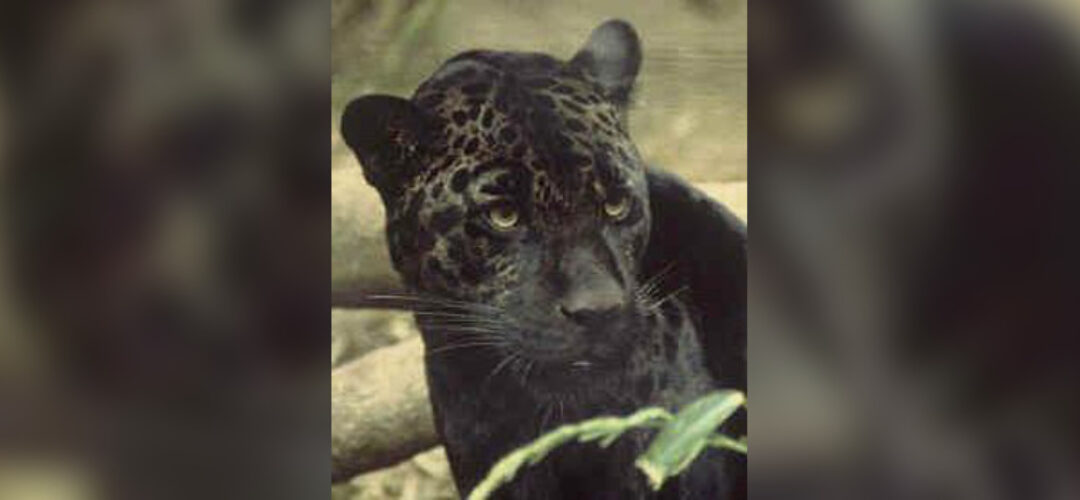 New Zealand South Island Panther