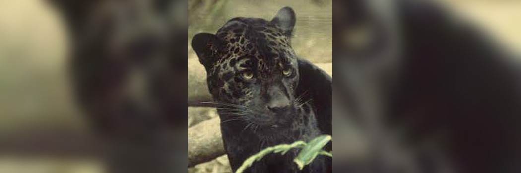 New Zealand South Island Panther