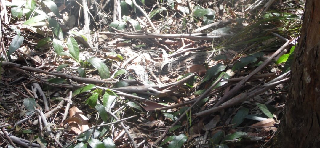 Australian Ape Nesting and Great Ape Comparison