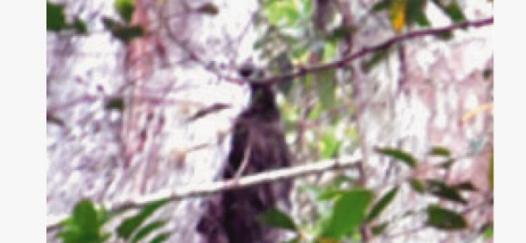 Tree Sitter Photo report & Investigation