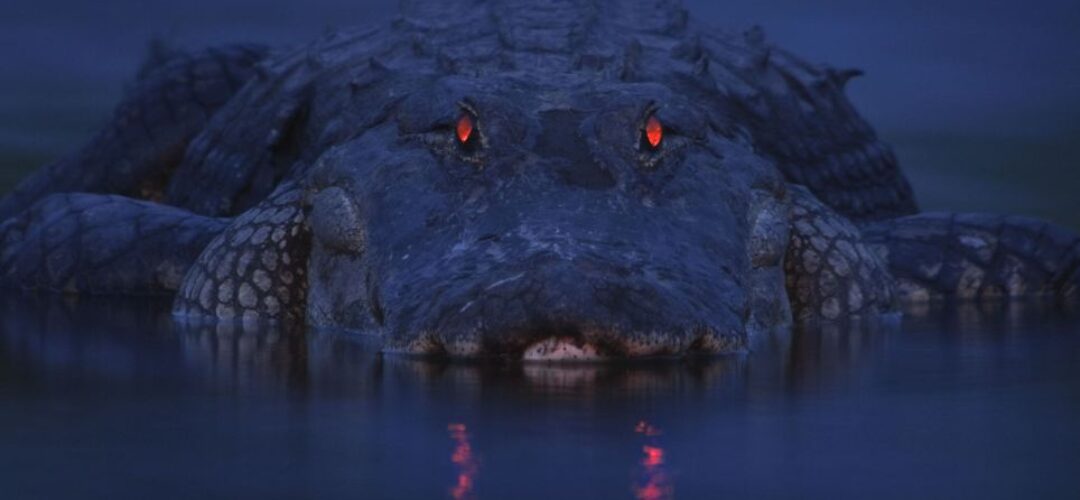 Thoughts on Bigfoot Eye Shine