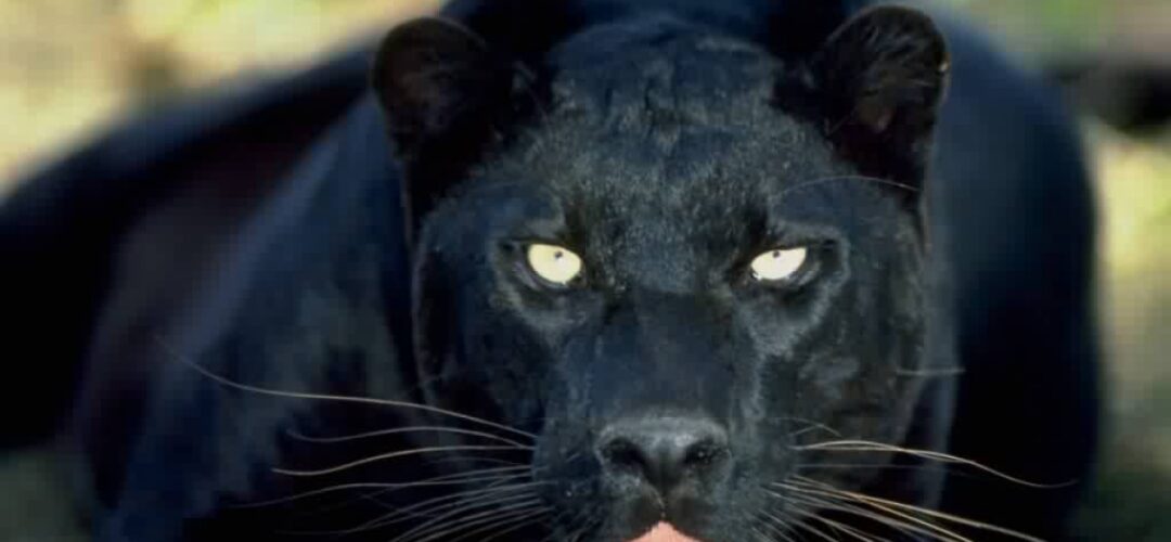 Tracking the Carrabelle Cat: Florida’s black panther mystery