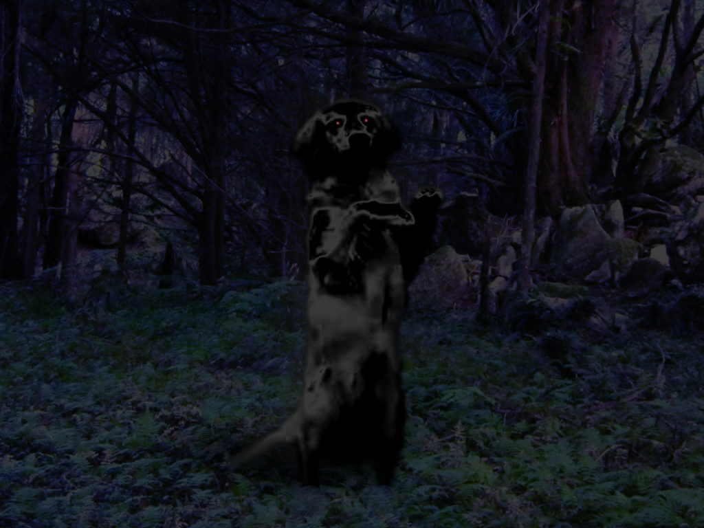 The Dunedin Dog boy Paranormal NZ