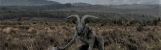 goatman – photo recreation by Matthew Tyler