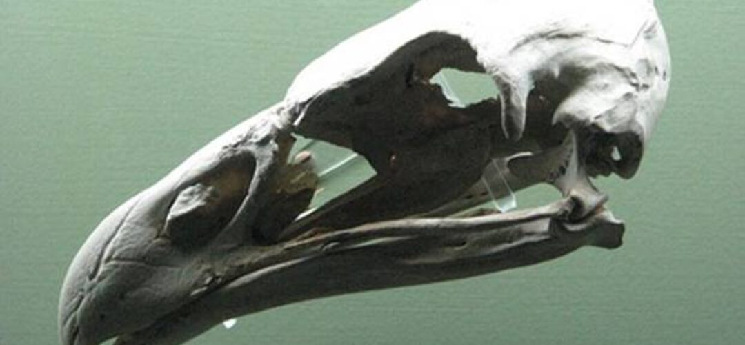 Maori legend of man-eating bird is true