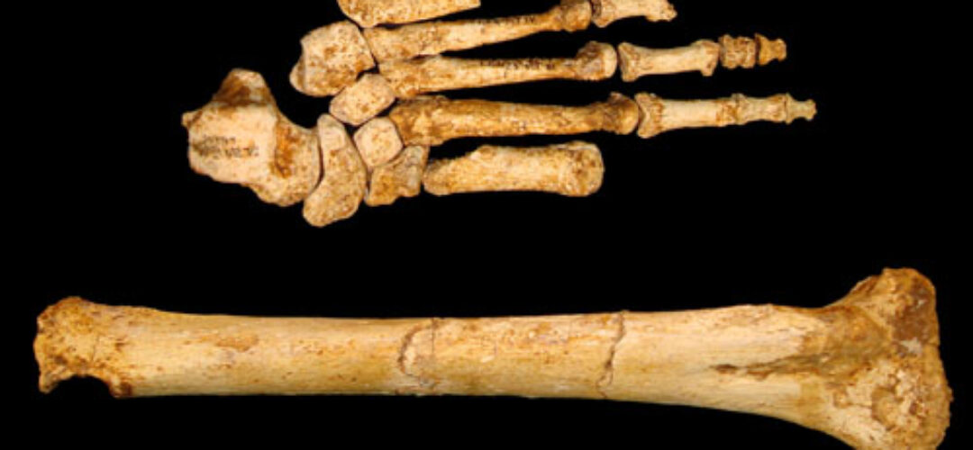 Are Orang Pendeks Relict Homo Floresiensis?