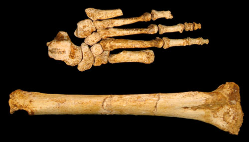 Are Orang Pendeks Relict Homo Floresiensis?