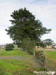Mason Road Tree