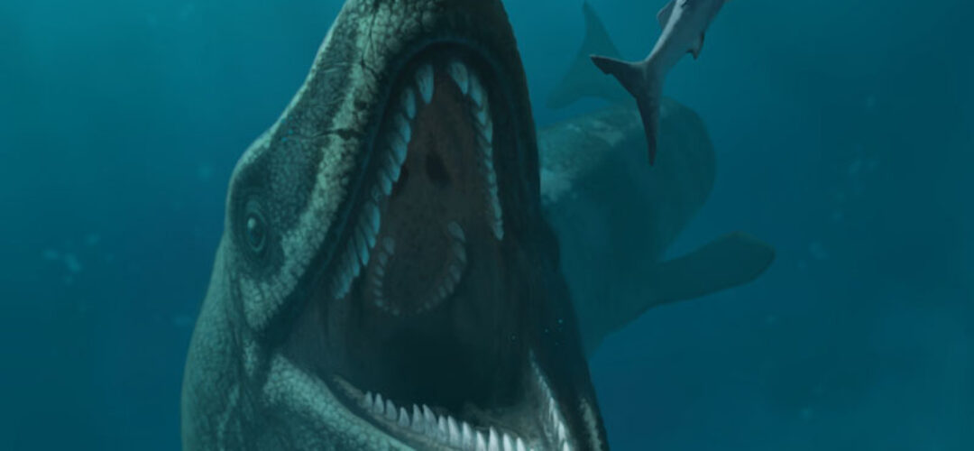 The Possiblity of Mosasaurs breeding off the New Zealand Coast.