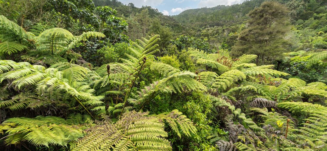 Patupaiarehe: The Mist-Dwelling People of Aotearoa
