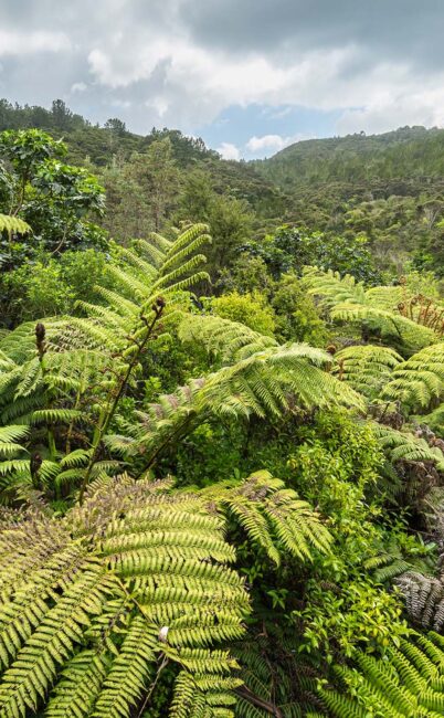 Patupaiarehe: The Mist-Dwelling People of Aotearoa