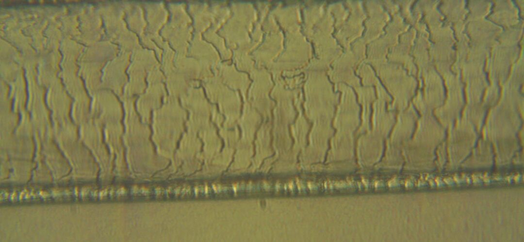 Yowie – What are they?